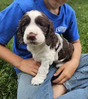 Carmen, a female English Springer Spaniel for sale in Wooster, OH – 3 of 6