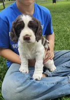 Carmen, a female English Springer Spaniel for sale in Wooster, OH – 1 of 6