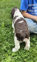Carmen, a female English Springer Spaniel for sale in Wooster, OH – 2 of 6