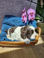 Carmen, a female English Springer Spaniel for sale in Wooster, OH – 4 of 6