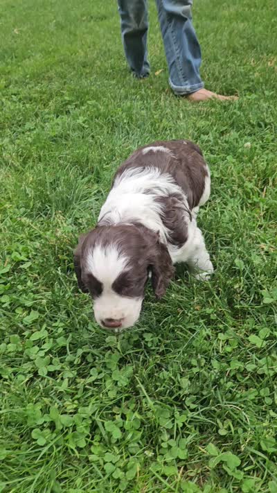 Carmen, a female English Springer Spaniel for sale in Wooster, OH – 6 of 6