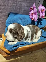 Carmen, a female English Springer Spaniel for sale in Wooster, OH – 5 of 6