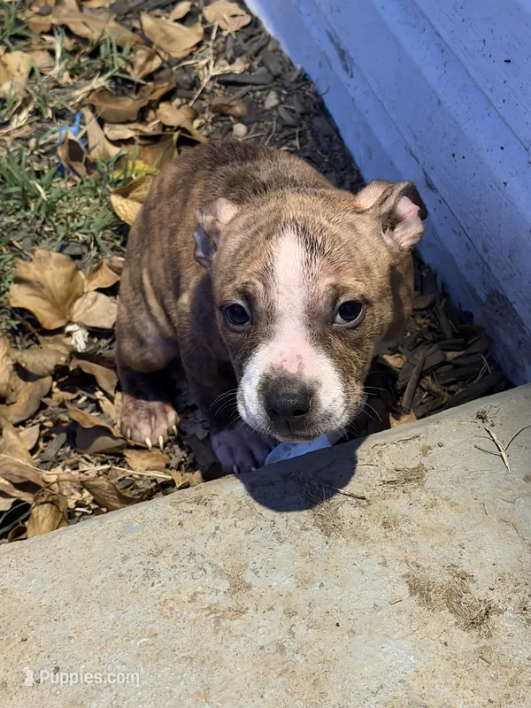 Vixen – American Bully puppy for sale in Capitol Heights, MD