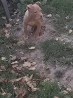 Ace, a male American Bully for sale in Capitol Heights, MD – 2 of 4