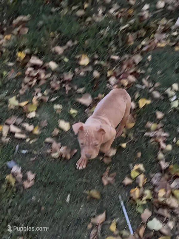 Ace – American Bully puppy for sale in Capitol Heights, MD