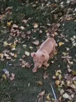 Ace, a male American Bully for sale in Capitol Heights, MD – 1 of 4