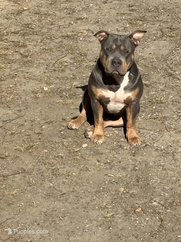 Lyric – American Bully puppy for sale in Capitol Heights, MD