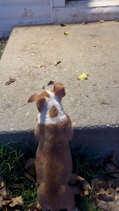 Saint, a male American Bully for sale in Capitol Heights, MD – 4 of 4