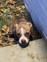 Vixen, a female American Bully for sale in Capitol Heights, MD – 2 of 5
