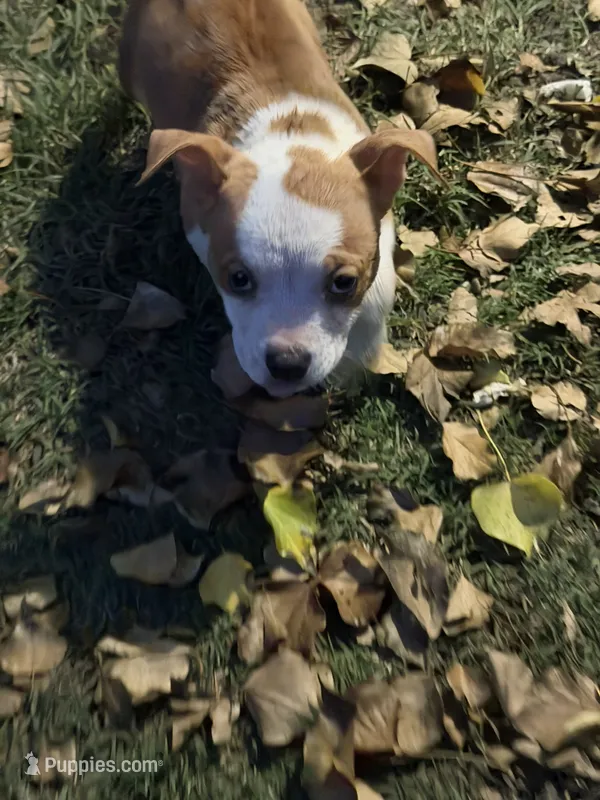 Saint – American Bully puppy for sale in Capitol Heights, MD