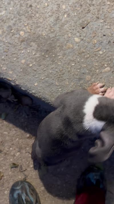 Lyric, a female American Bully for sale in Capitol Heights, MD – 4 of 5