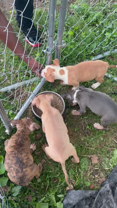 Vixen, a female American Bully for sale in Capitol Heights, MD – 5 of 5