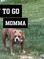 Vixen, a female American Bully for sale in Capitol Heights, MD – 4 of 5