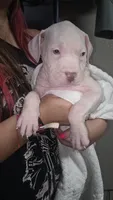 Minnie, a female American Bully for sale in Tomball, TX – 6 of 7