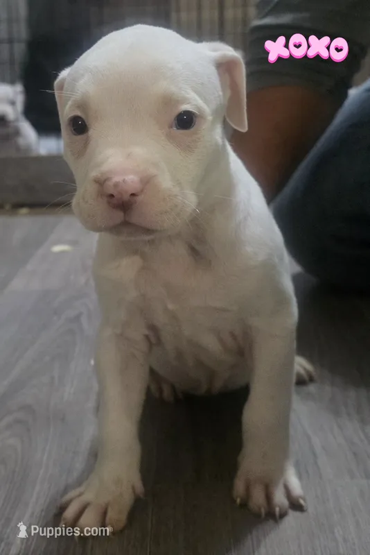 Spot – American Bully puppy for sale in Tomball, TX
