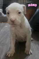 Spot, a female American Bully for sale in Tomball, TX – 1 of 4