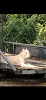 Spot, a female American Bully for sale in Tomball, TX – 4 of 4