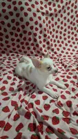 Bubbles, a female Pomchi for sale in Tomball, TX – 4 of 8