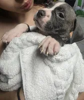 Estrella, a female American Bully for sale in Tomball, TX – 2 of 7