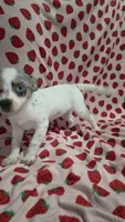 Buttercup, a female Pomchi for sale in Tomball, TX – 2 of 4