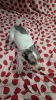 Blossom, a female Pomchi for sale in Tomball, TX – 2 of 4