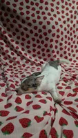 Blossom, a female Pomchi for sale in Tomball, TX – 1 of 4