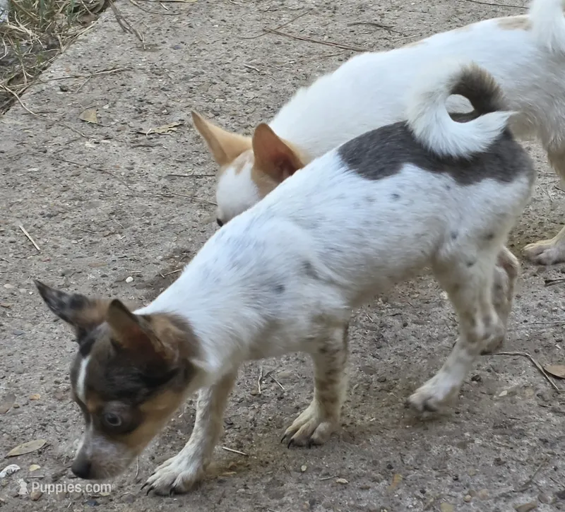 Blossom (PomChi) – Pomchi puppy for sale in Tomball, TX