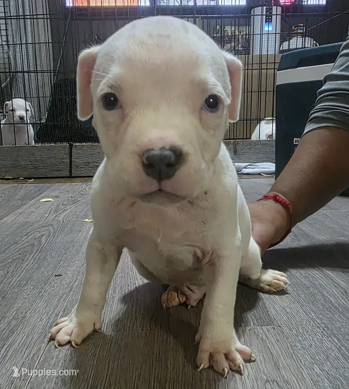 Rango – American Bully puppy for sale in Tomball, TX