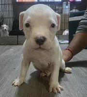 Rango, a male American Bully for sale in Tomball, TX – 1 of 4