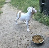 Minnie (XL American Bully), a female American Bully for sale in Tomball, TX – 9 of 10