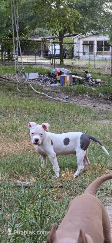 Rango – American Bully puppy for sale in Tomball, TX