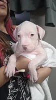 Minnie, a female American Bully for sale in Tomball, TX – 1 of 7