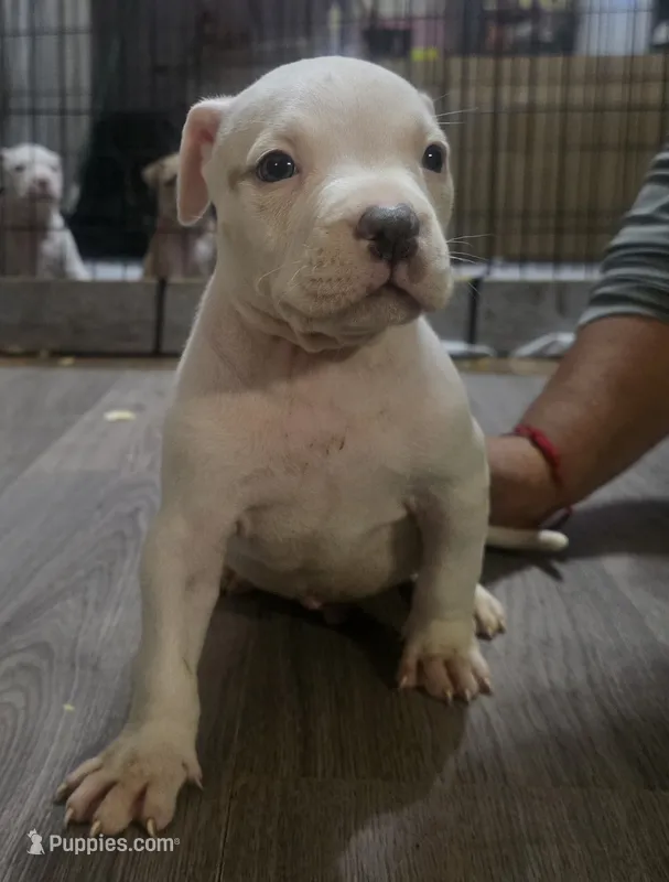 Olaf – American Bully puppy for sale in Tomball, TX