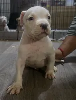Olaf, a male American Bully for sale in Tomball, TX – 1 of 4
