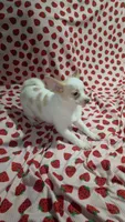 Bubbles, a female Pomchi for sale in Tomball, TX – 6 of 8