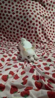 Bubbles, a female Pomchi for sale in Tomball, TX – 3 of 8