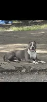Estrella, a female American Bully for sale in Tomball, TX – 3 of 4