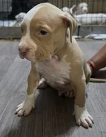 Ham, a male American Bully for sale in Tomball, TX – 2 of 5