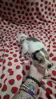 Blossom, a female Pomchi for sale in Tomball, TX – 4 of 4