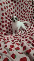 Buttercup, a female Pomchi for sale in Tomball, TX – 4 of 4