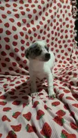 Buttercup, a female Pomchi for sale in Tomball, TX – 3 of 4