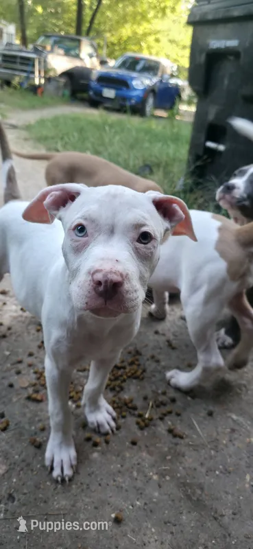 Spot – American Bully puppy for sale in Tomball, TX