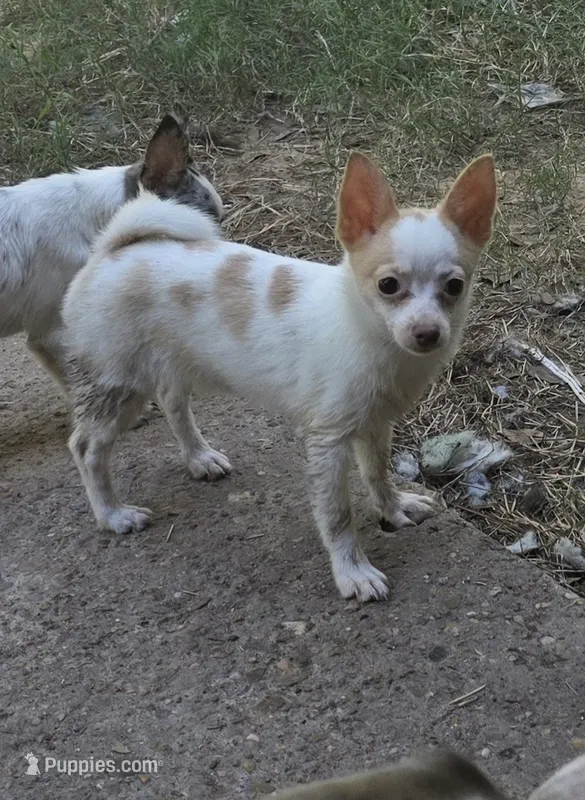 Bubbles – Pomchi puppy for sale in Tomball, TX
