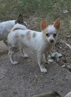 Bubbles, a female Pomchi for sale in Tomball, TX – 1 of 8