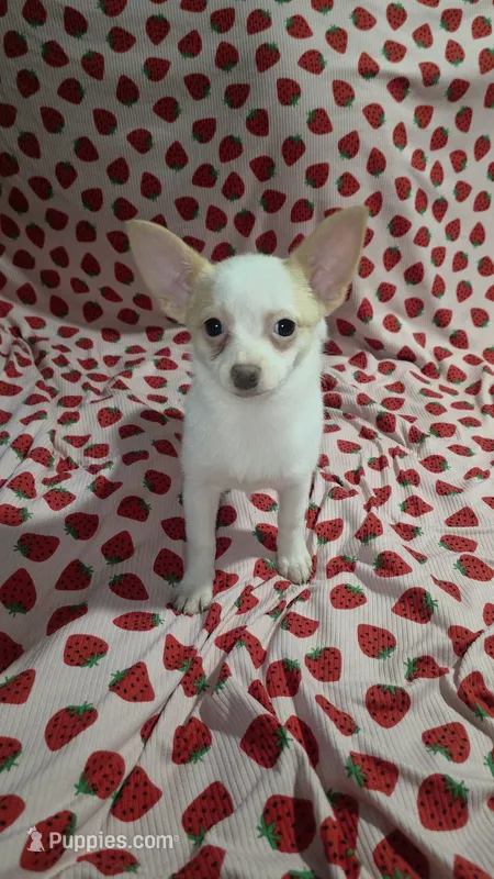 Bubbles – Pomchi puppy for sale in Tomball, TX