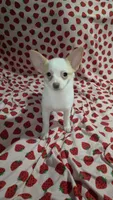Bubbles, a female Pomchi for sale in Tomball, TX – 2 of 8