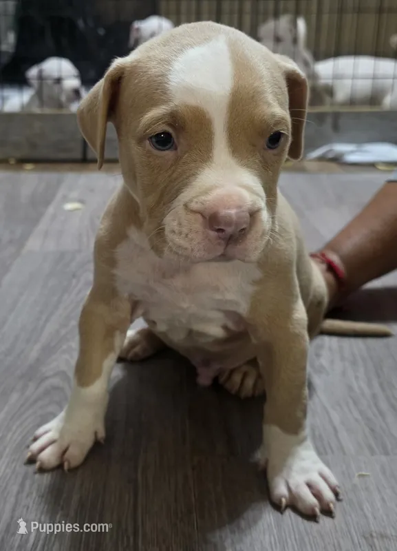 Ham – American Bully puppy for sale in Tomball, TX