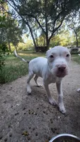 Spot (XL American Bully), a female American Bully for sale in Tomball, TX – 8 of 8