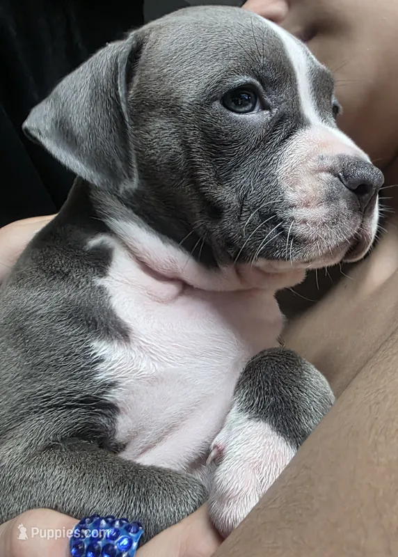 Estrella – American Bully puppy for sale in Tomball, TX