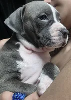 Estrella, a female American Bully for sale in Tomball, TX – 1 of 7